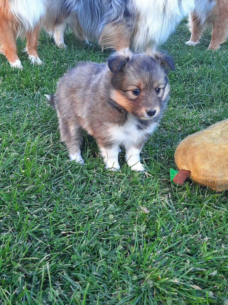 de la Chambrette Agenaise - Nouvelles photos des chiots