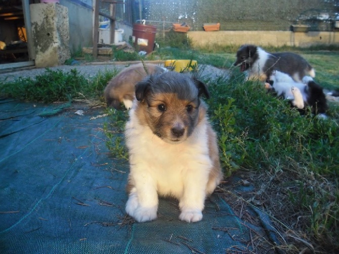 de la Chambrette Agenaise - Nouvelles photos des chiots