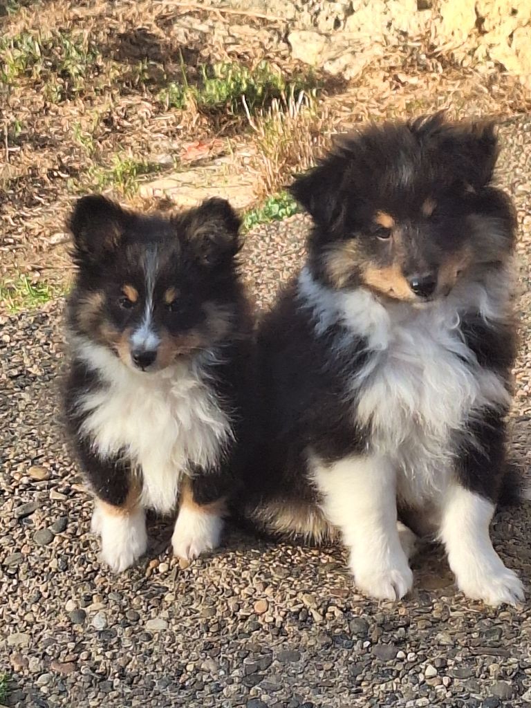 chiot Shetland Sheepdog de la Chambrette Agenaise