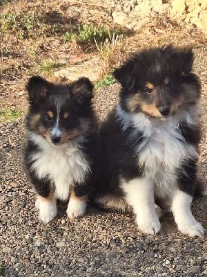 de la Chambrette Agenaise - Shetland Sheepdog - Portée née le 11/05/2024