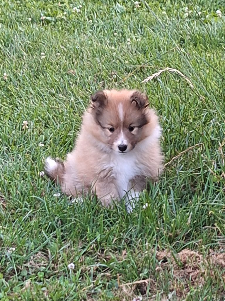 chiot Shetland Sheepdog de la Chambrette Agenaise