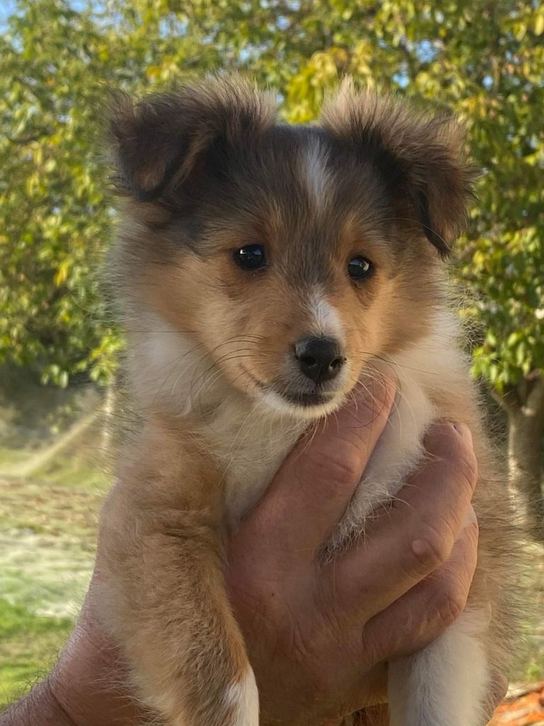 chiot Shetland Sheepdog de la Chambrette Agenaise