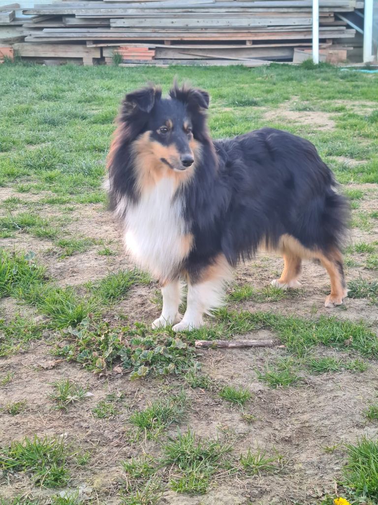 Shadow black De la combe berail