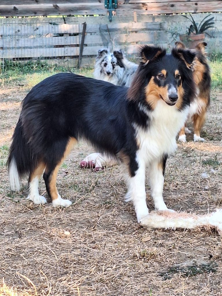 Veya noire De la combe berail