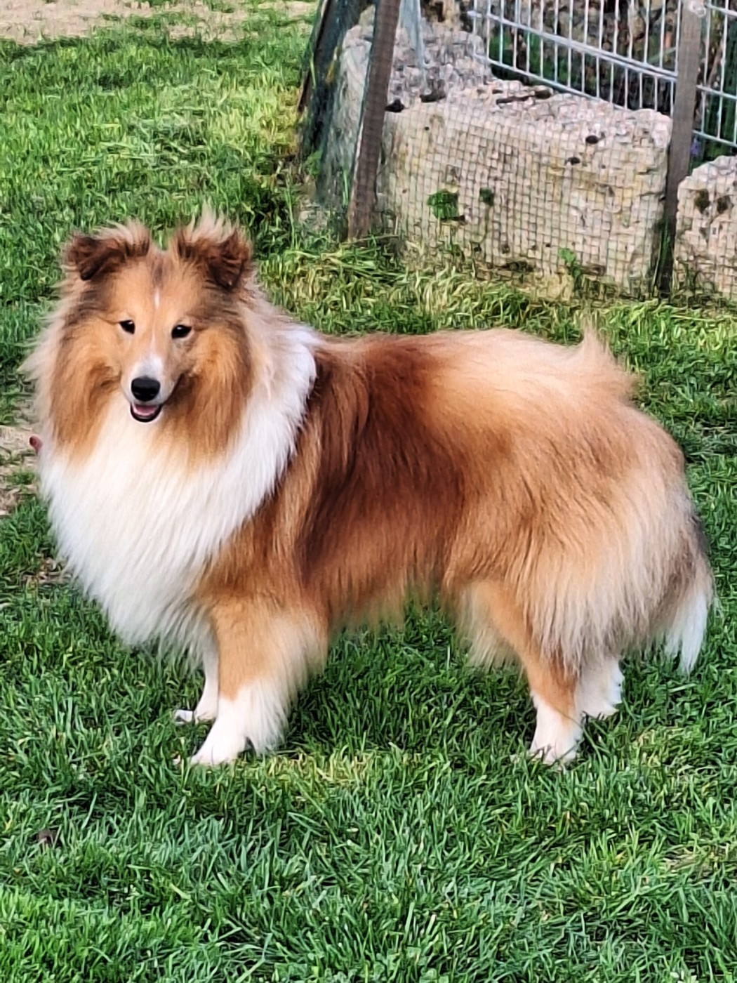 Vanora Jone's VOLTAIRE