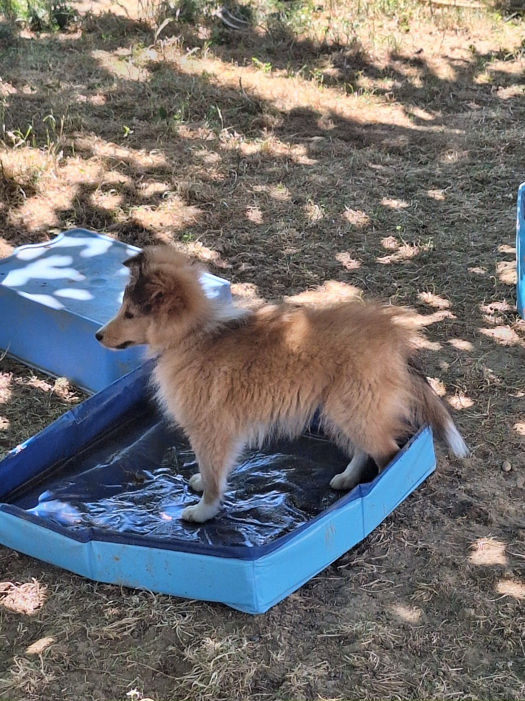 Chiot mâle fauve disponible au 7 juillet
