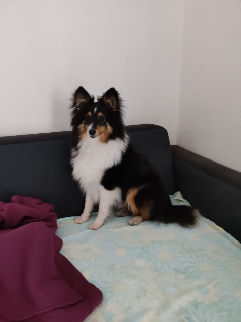 de la Chambrette Agenaise - Shetland Sheepdog - Portée née le 10/02/2022
