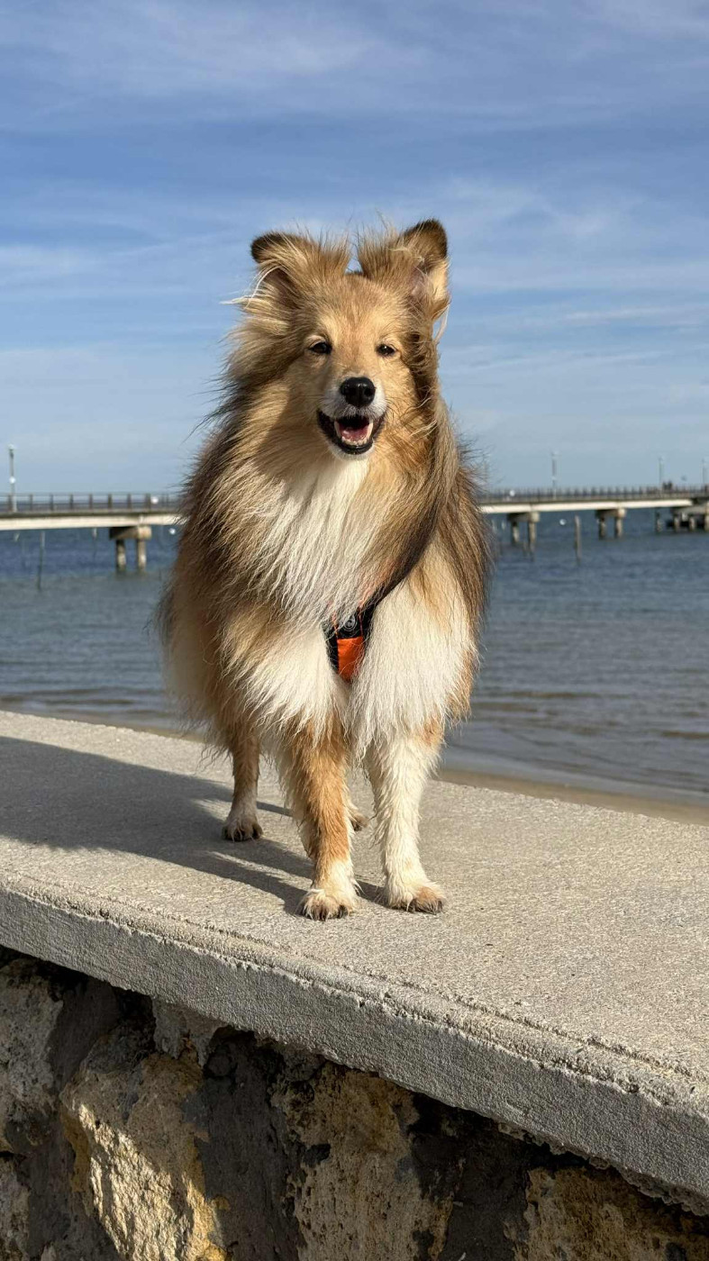de la Chambrette Agenaise - Shetland Sheepdog - Portée née le 08/03/2021