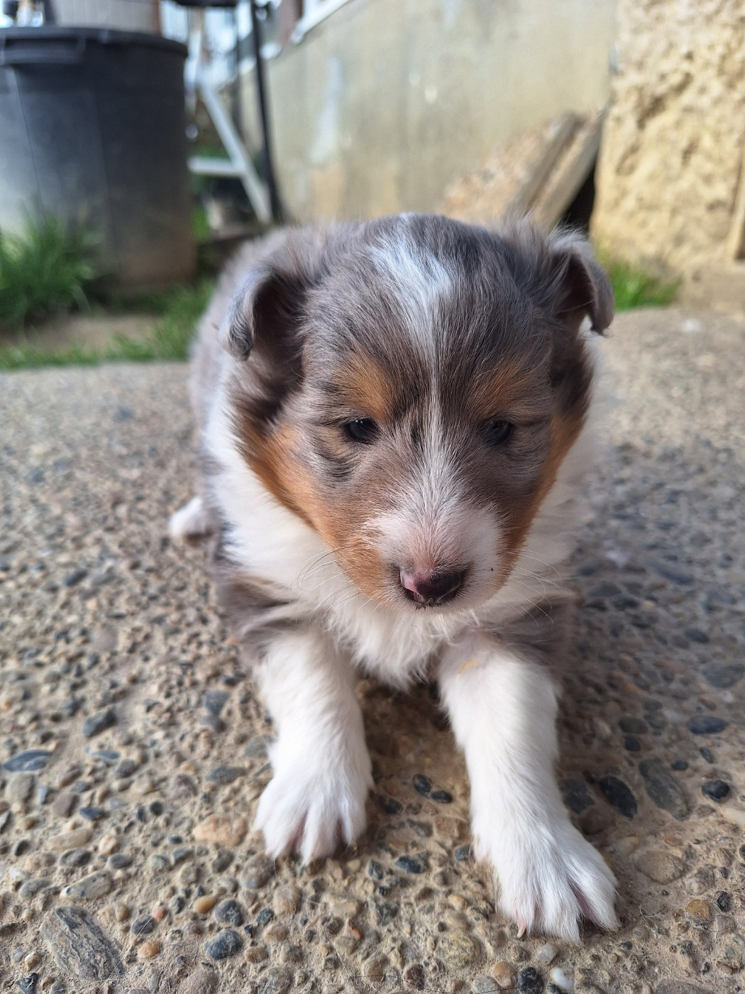 de la Chambrette Agenaise - Chiots disponibles - Shetland Sheepdog