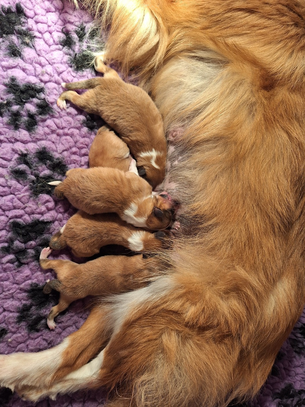 Chiot Shetland Sheepdog de la Chambrette Agenaise