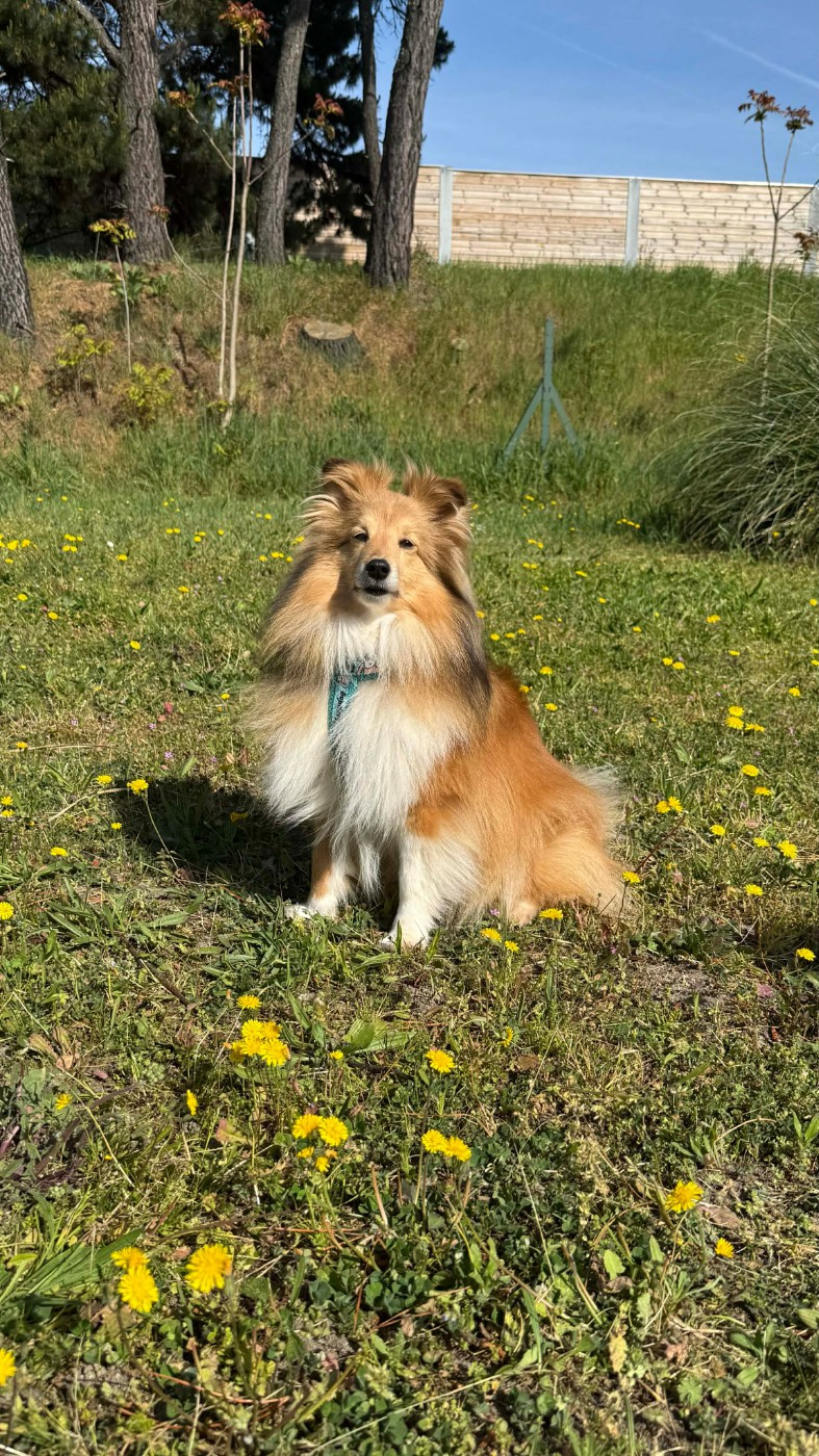 de la Chambrette Agenaise - Shetland Sheepdog - Portée née le 08/03/2021
