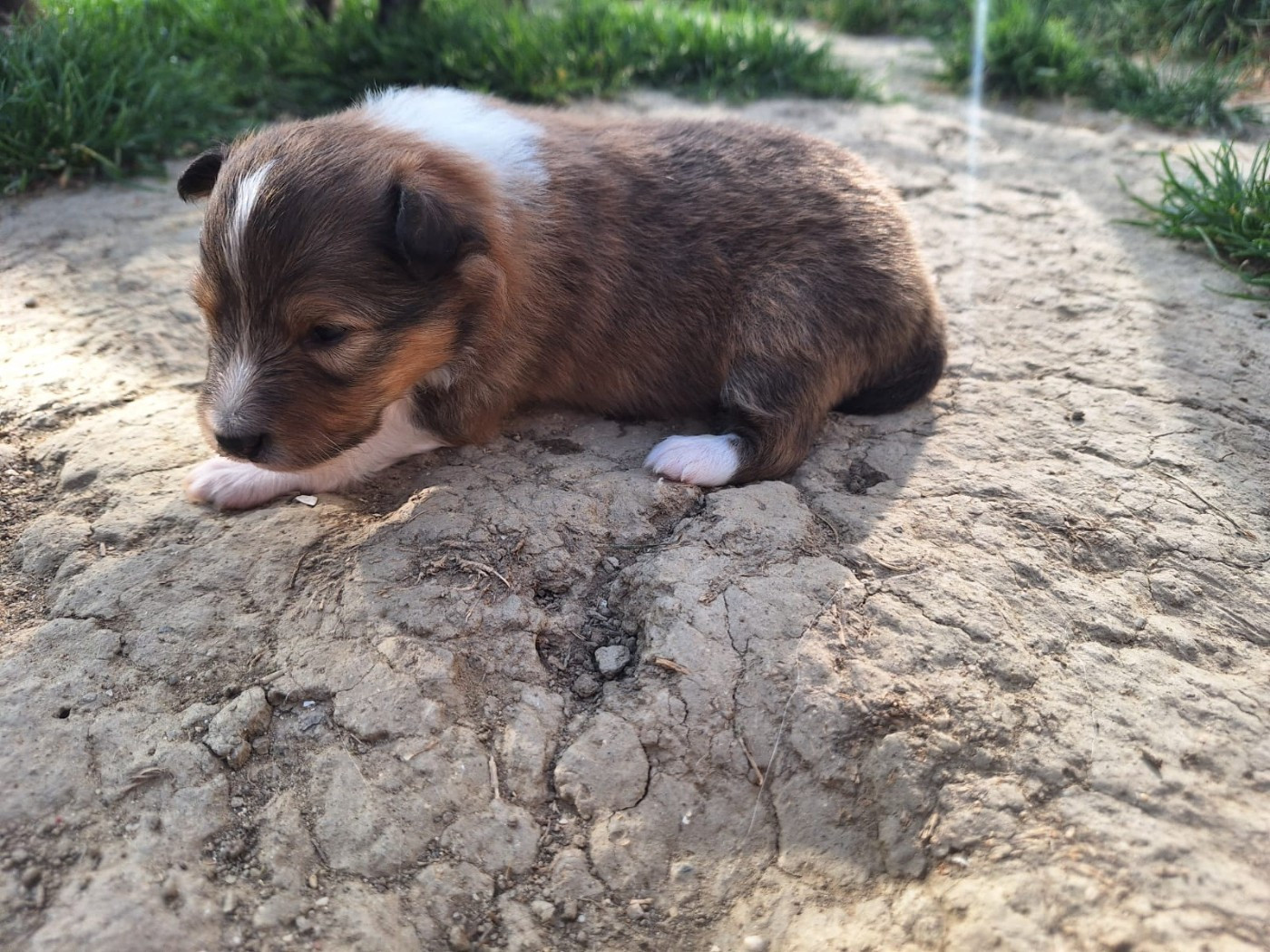 de la Chambrette Agenaise - Chiots disponibles - Shetland Sheepdog