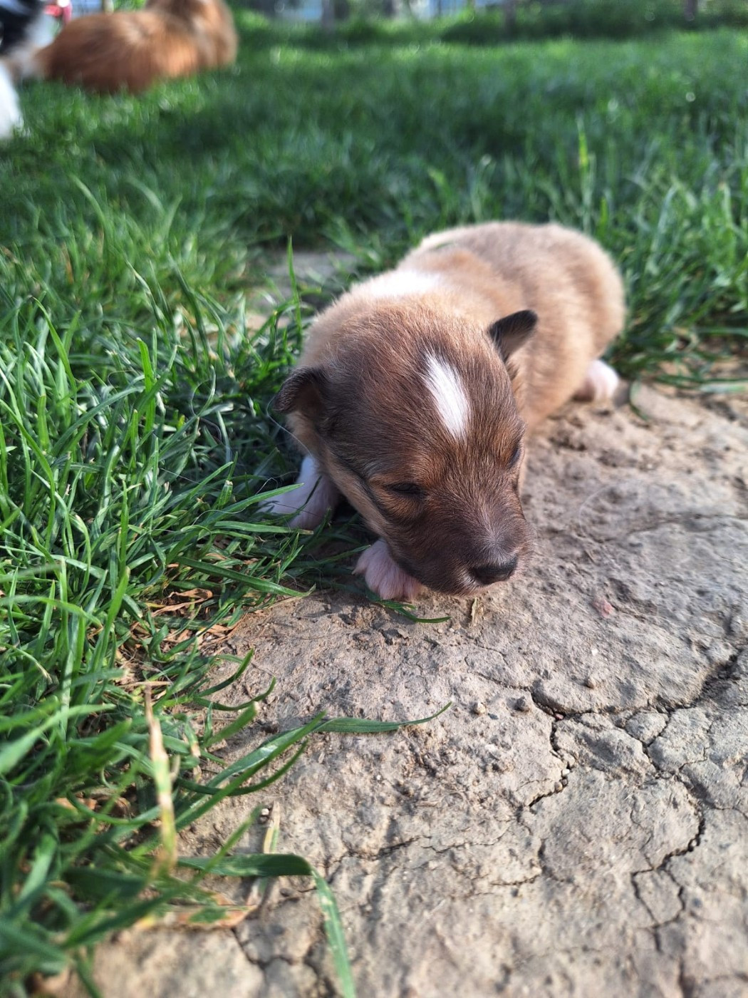de la Chambrette Agenaise - Chiots disponibles - Shetland Sheepdog