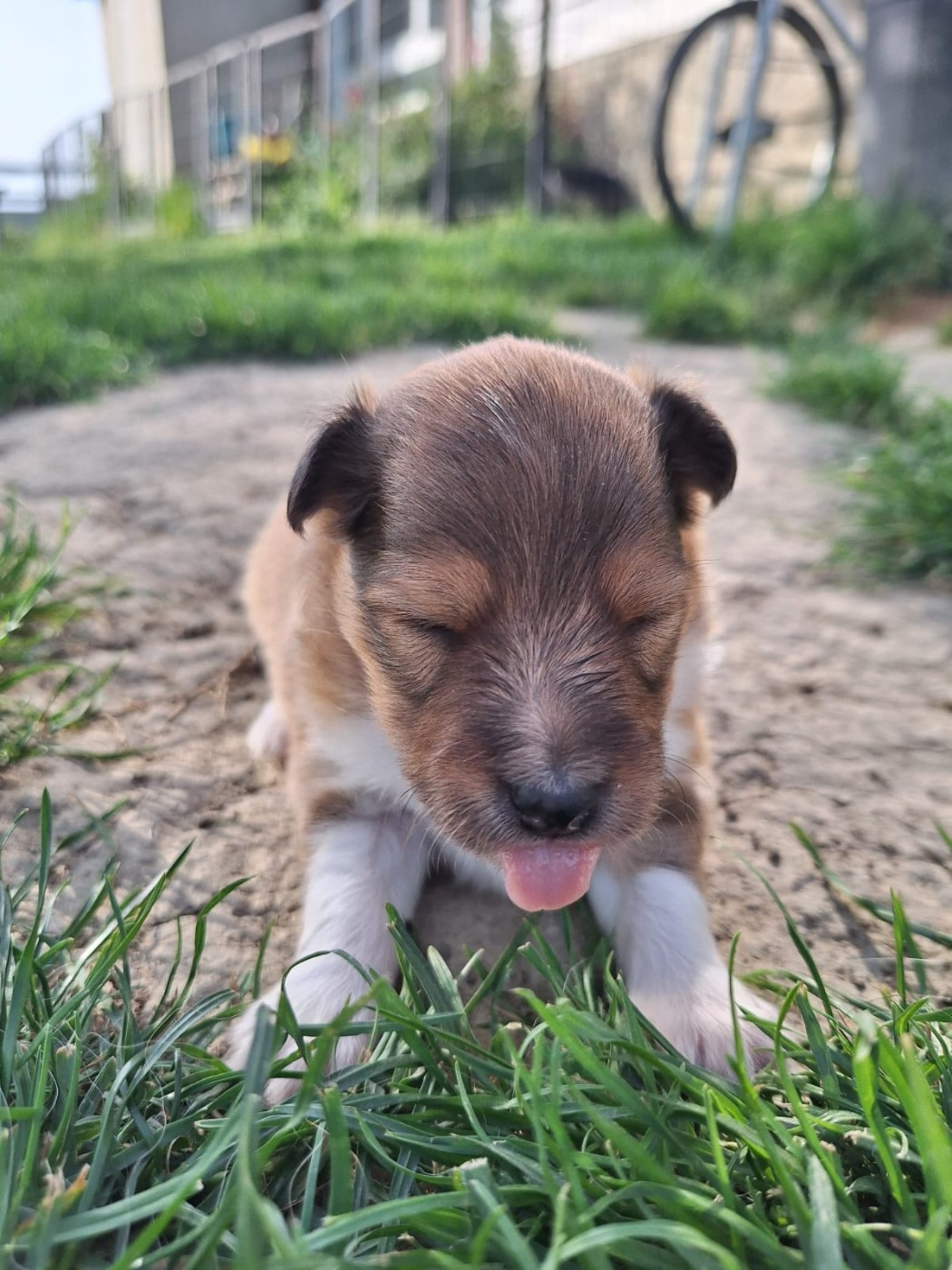 de la Chambrette Agenaise - Chiots disponibles - Shetland Sheepdog