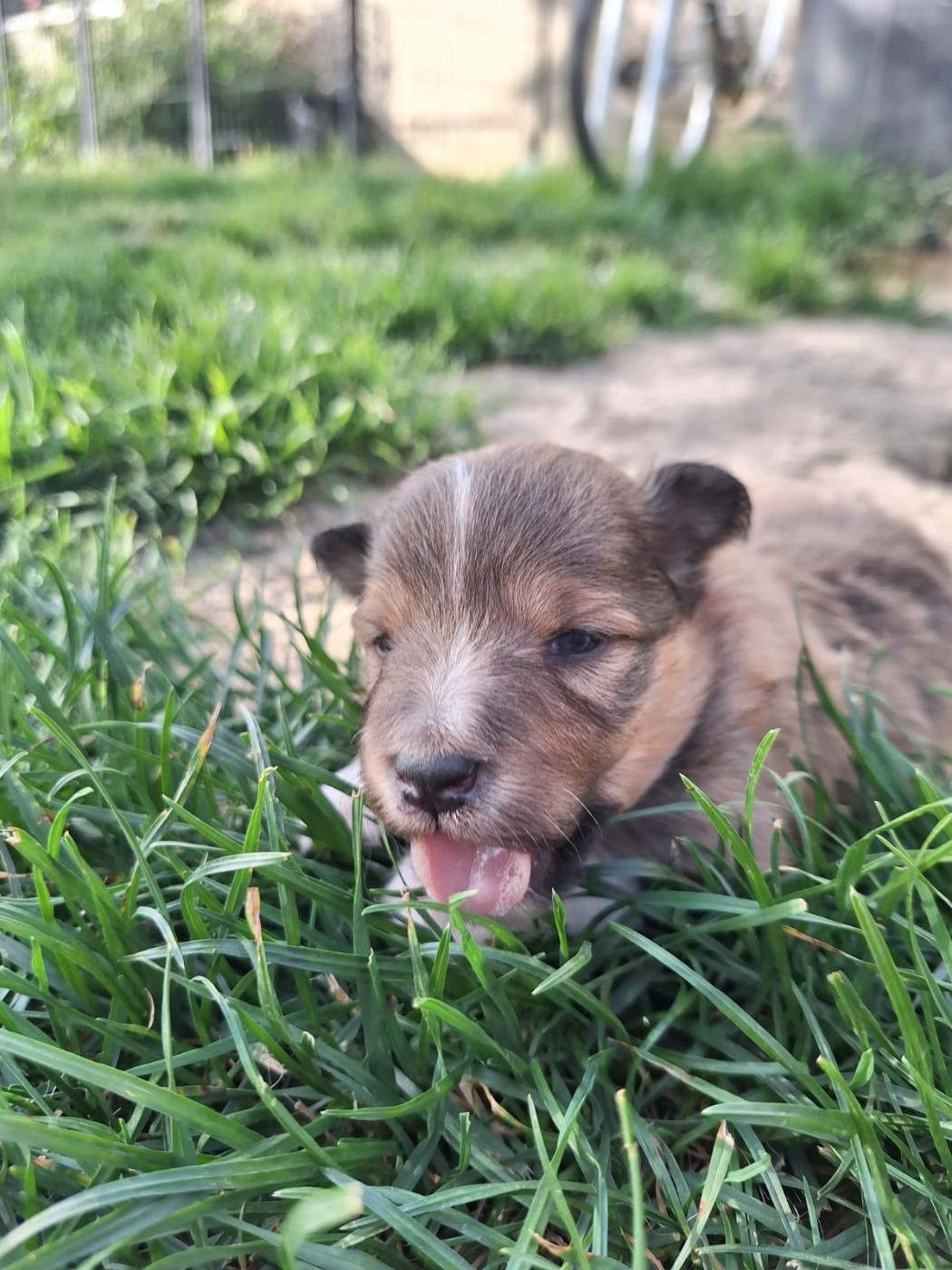 de la Chambrette Agenaise - Chiots disponibles - Shetland Sheepdog