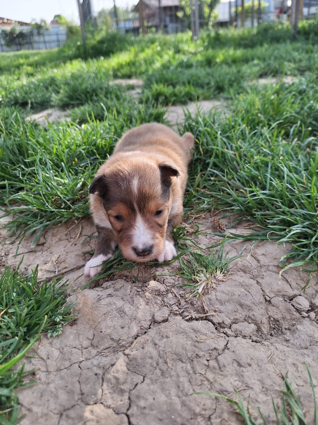 de la Chambrette Agenaise - Chiots disponibles - Shetland Sheepdog