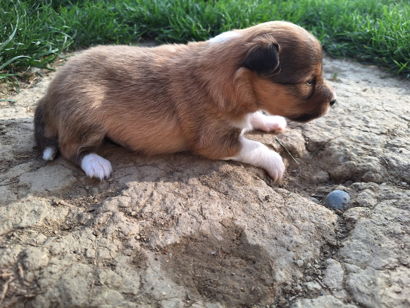 de la Chambrette Agenaise - Chiots disponibles - Shetland Sheepdog