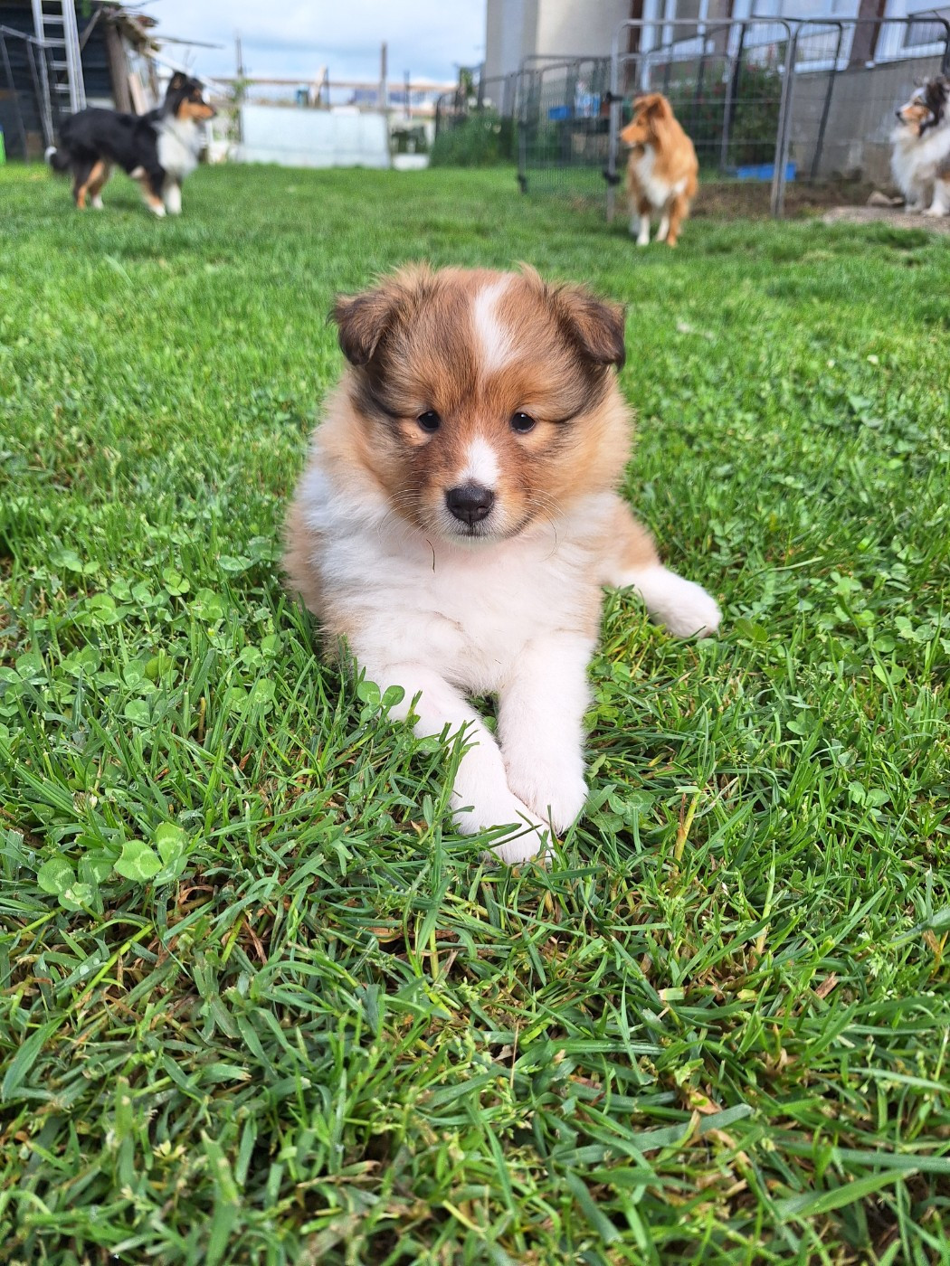 de la Chambrette Agenaise - Chiots disponibles - Shetland Sheepdog