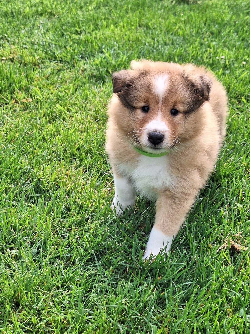 de la Chambrette Agenaise - Chiots disponibles - Shetland Sheepdog