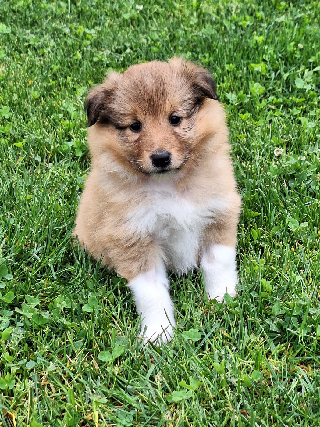de la Chambrette Agenaise - Chiots disponibles - Shetland Sheepdog