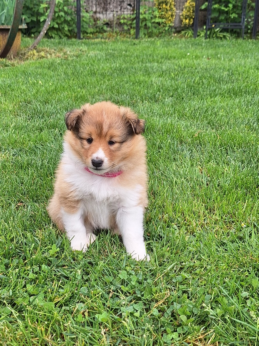 de la Chambrette Agenaise - Chiots disponibles - Shetland Sheepdog