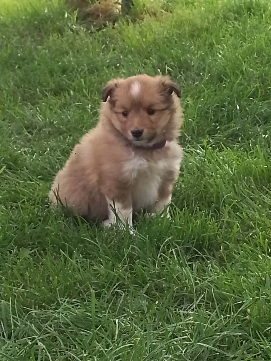 de la Chambrette Agenaise - Chiots disponibles - Shetland Sheepdog