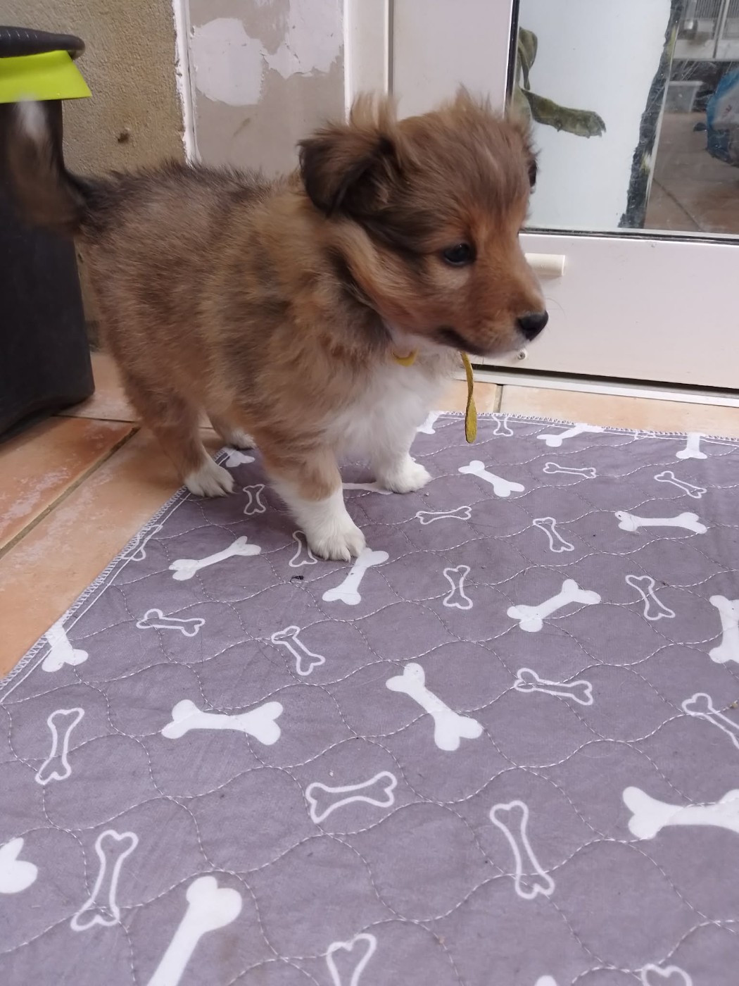 de la Chambrette Agenaise - Chiots disponibles - Shetland Sheepdog