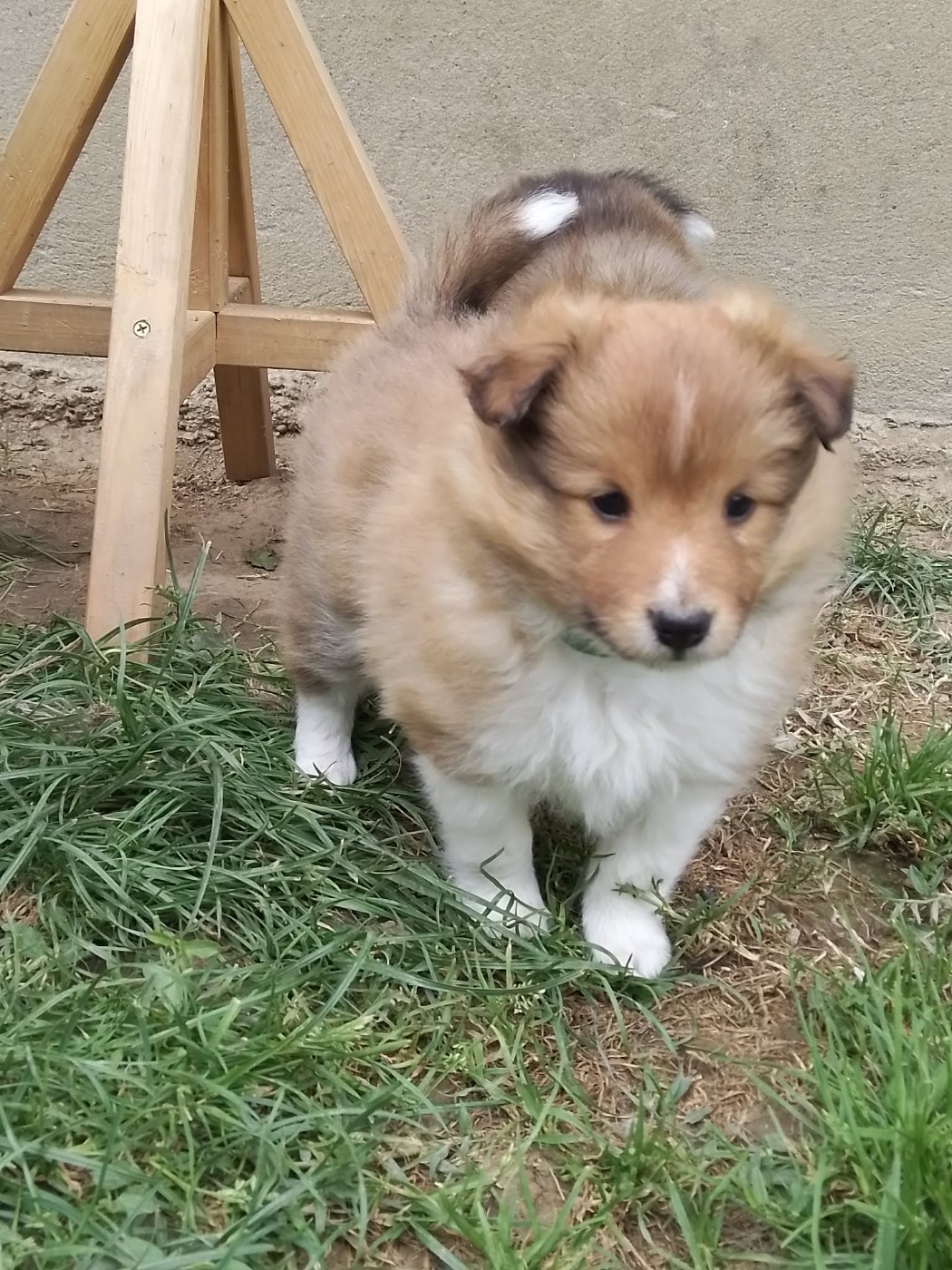 de la Chambrette Agenaise - Chiots disponibles - Shetland Sheepdog