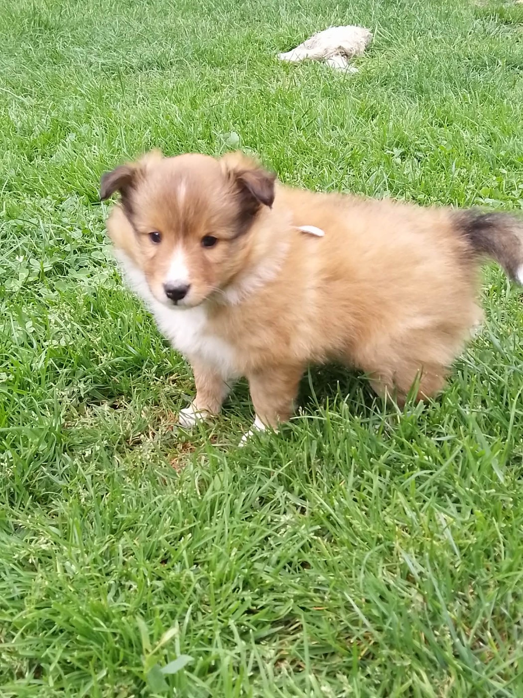 de la Chambrette Agenaise - Chiots disponibles - Shetland Sheepdog