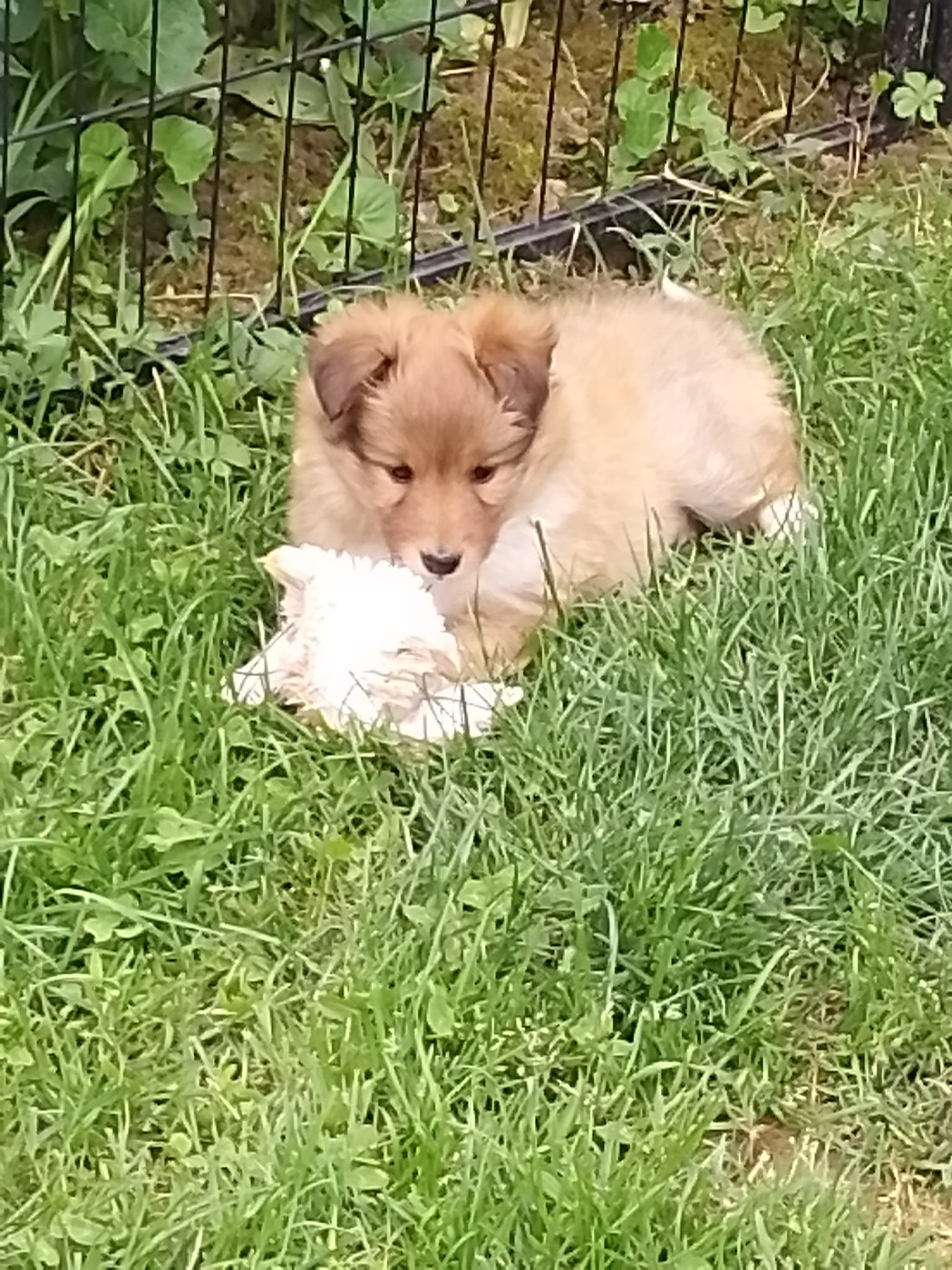 de la Chambrette Agenaise - Chiots disponibles - Shetland Sheepdog