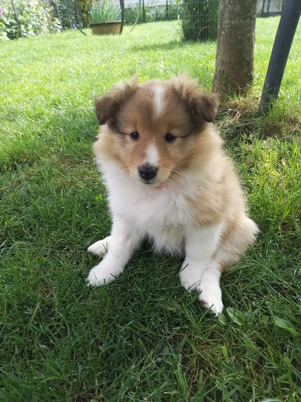 de la Chambrette Agenaise - Chiots disponibles - Shetland Sheepdog