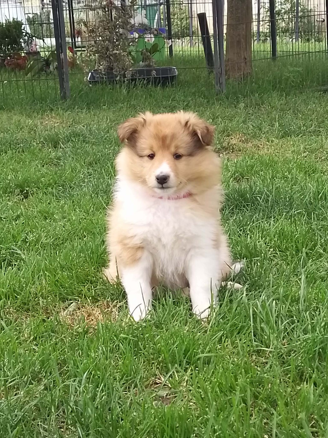 de la Chambrette Agenaise - Chiots disponibles - Shetland Sheepdog