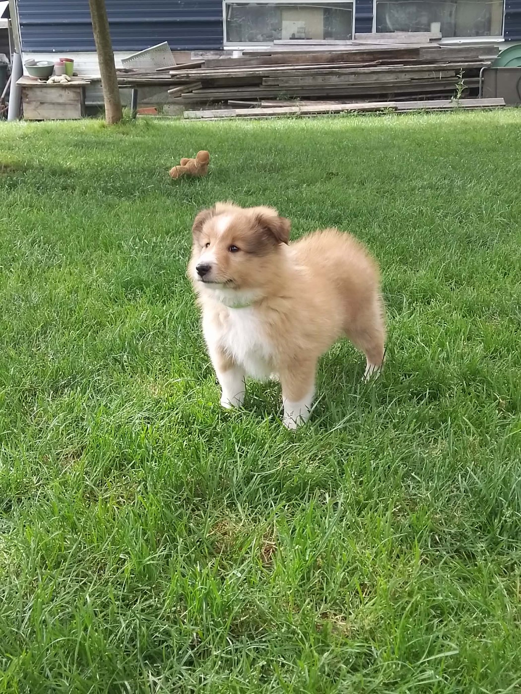 de la Chambrette Agenaise - Chiots disponibles - Shetland Sheepdog