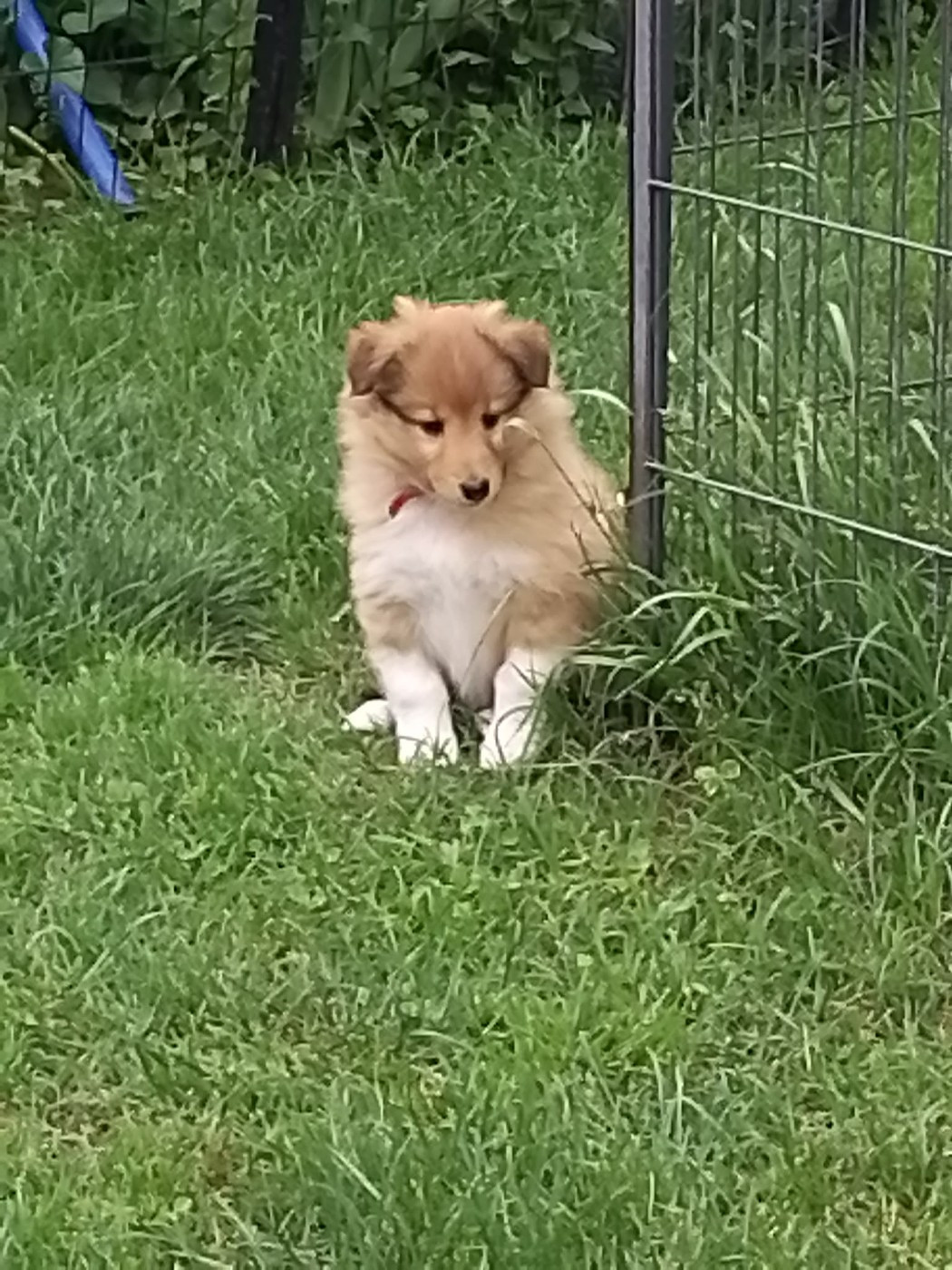 de la Chambrette Agenaise - Chiots disponibles - Shetland Sheepdog