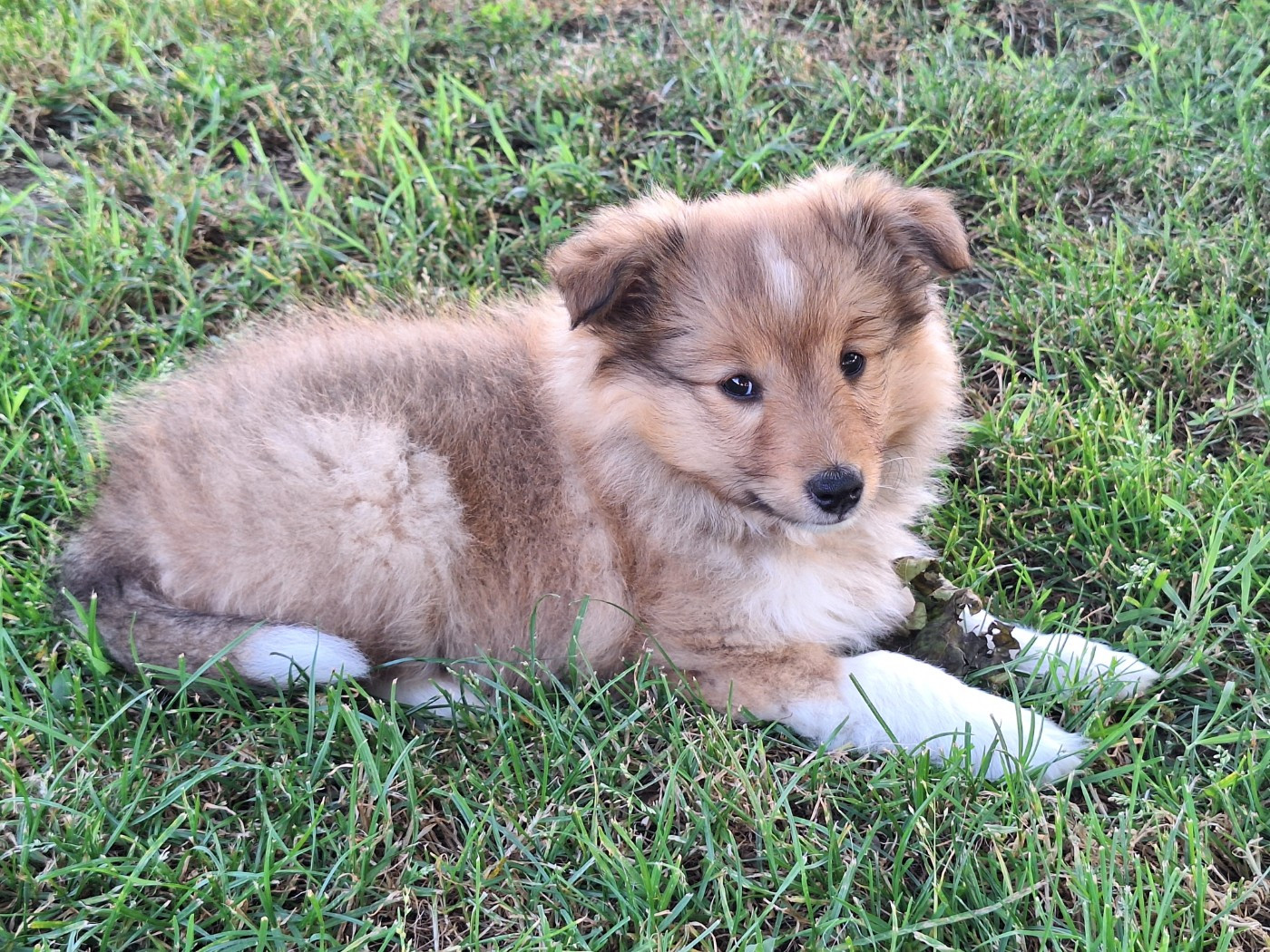 de la Chambrette Agenaise - Chiots disponibles - Shetland Sheepdog