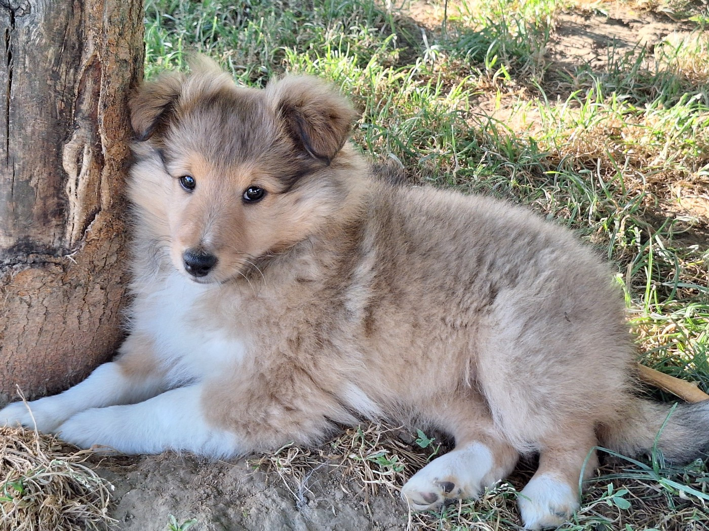 de la Chambrette Agenaise - Chiots disponibles - Shetland Sheepdog
