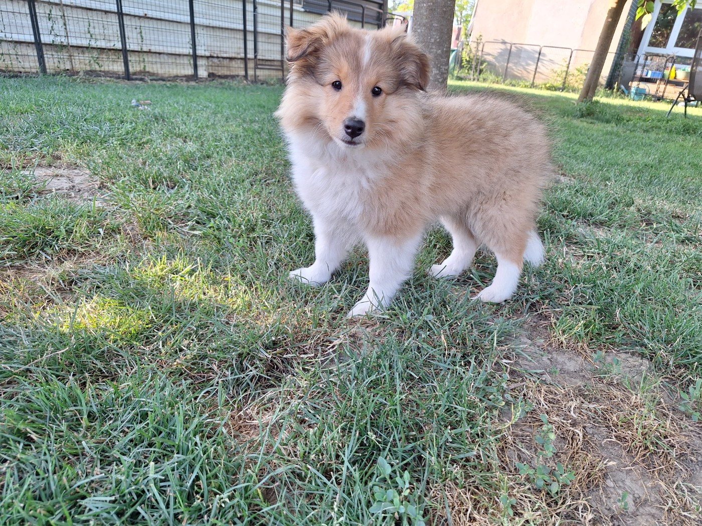 de la Chambrette Agenaise - Chiots disponibles - Shetland Sheepdog