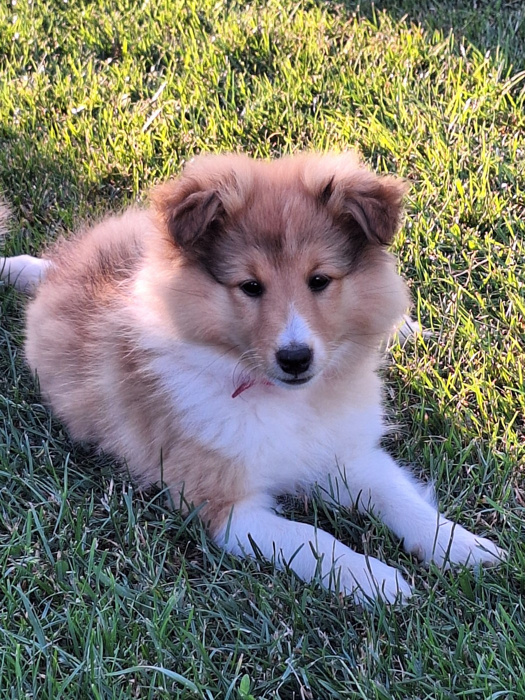 de la Chambrette Agenaise - Chiots disponibles - Shetland Sheepdog