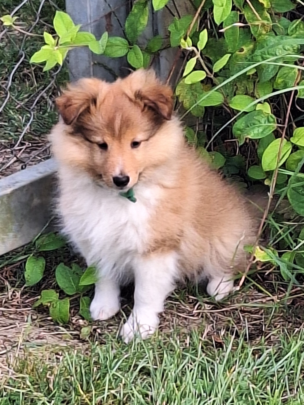 de la Chambrette Agenaise - Chiots disponibles - Shetland Sheepdog
