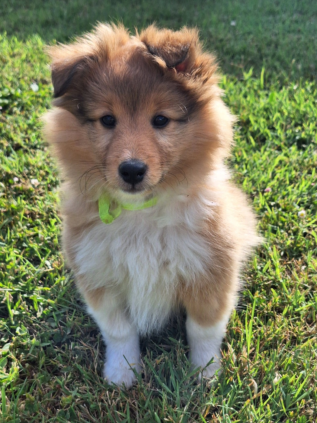 de la Chambrette Agenaise - Chiots disponibles - Shetland Sheepdog