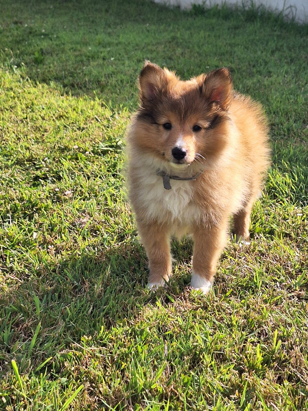 de la Chambrette Agenaise - Chiots disponibles - Shetland Sheepdog