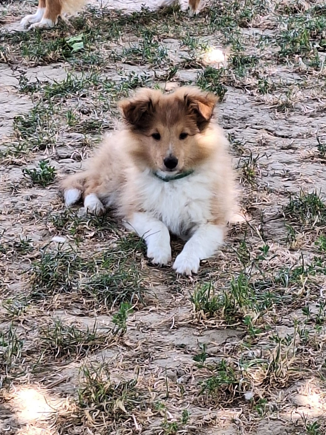 de la Chambrette Agenaise - Chiots disponibles - Shetland Sheepdog