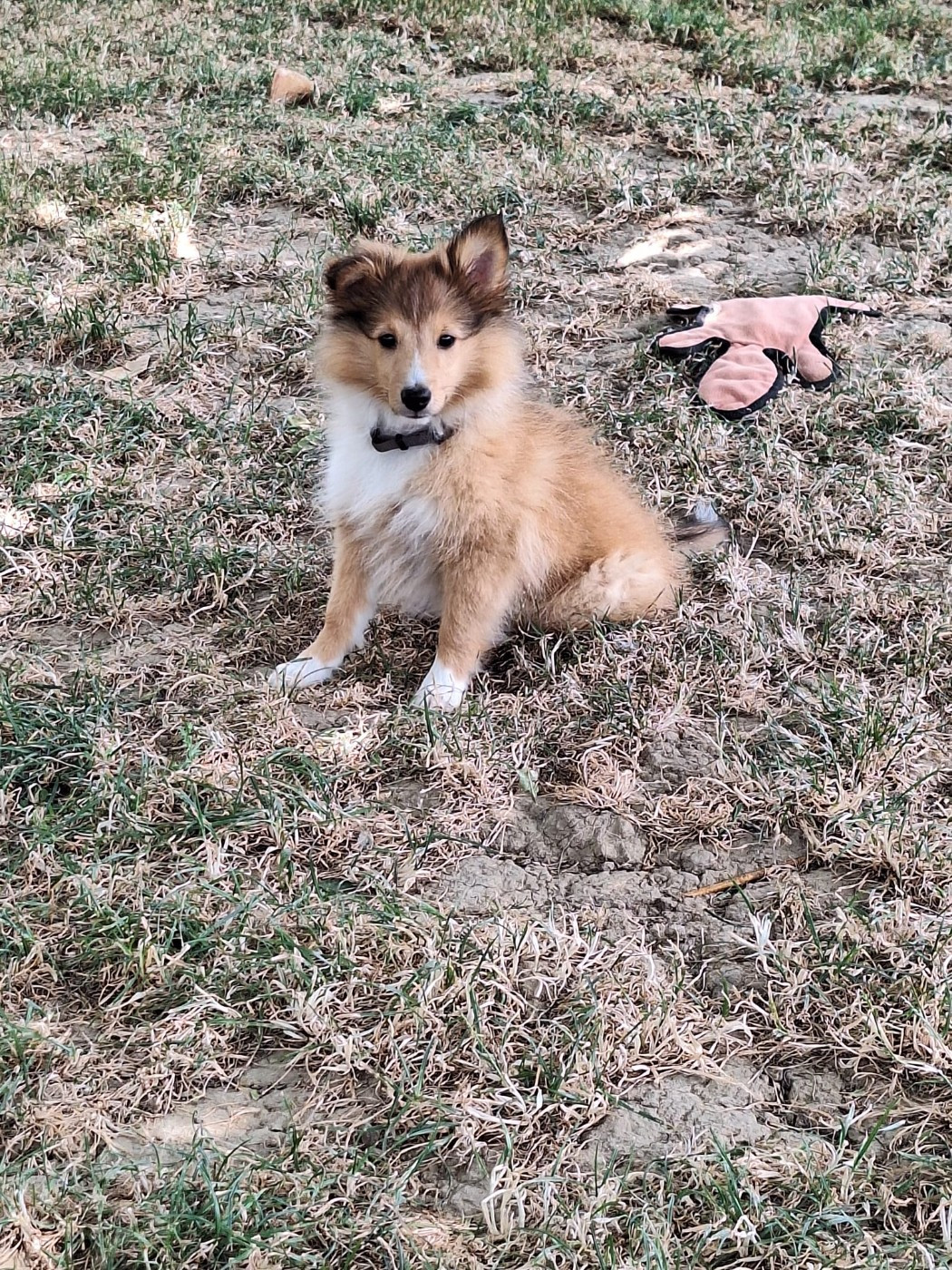 de la Chambrette Agenaise - Chiots disponibles - Shetland Sheepdog