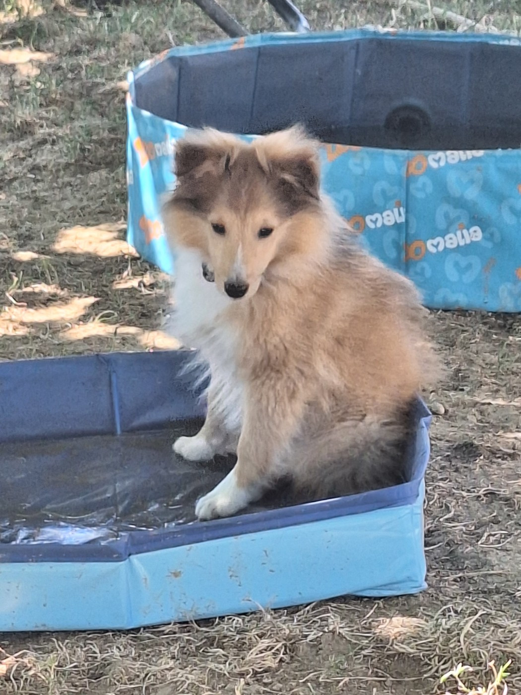 de la Chambrette Agenaise - Chiots disponibles - Shetland Sheepdog