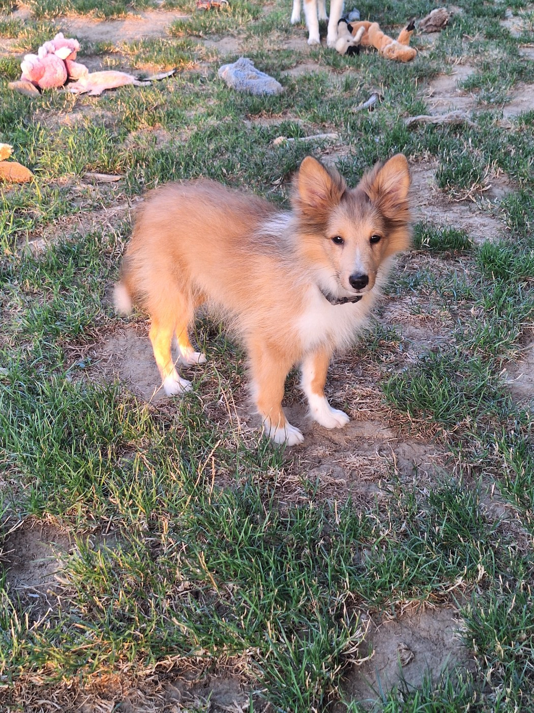 de la Chambrette Agenaise - Chiots disponibles - Shetland Sheepdog