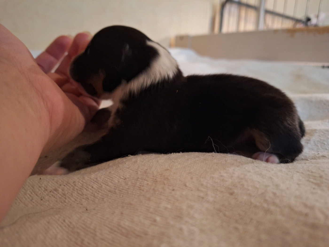 de la Chambrette Agenaise - Chiots disponibles - Shetland Sheepdog