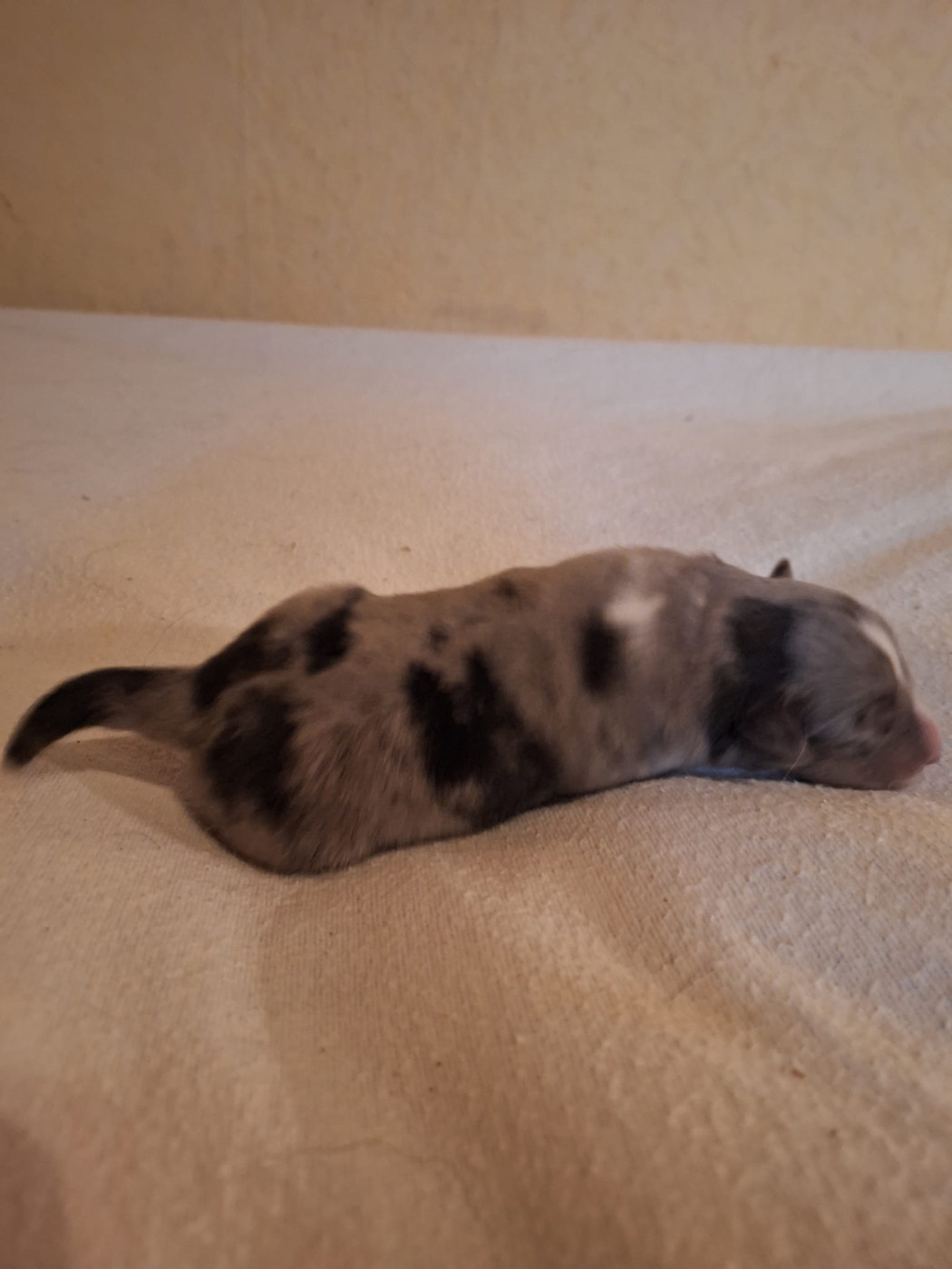 de la Chambrette Agenaise - Chiots disponibles - Shetland Sheepdog