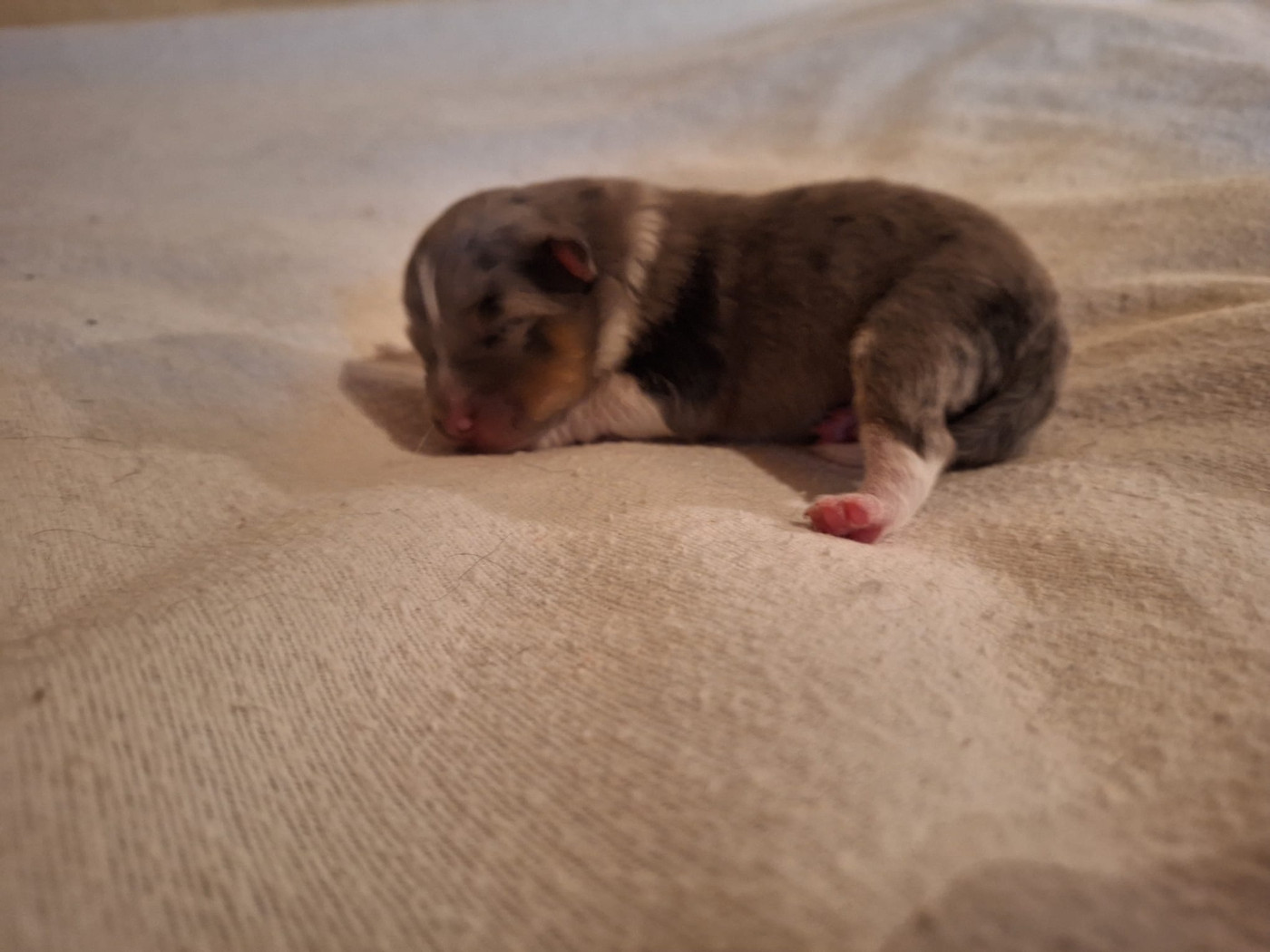 de la Chambrette Agenaise - Chiots disponibles - Shetland Sheepdog