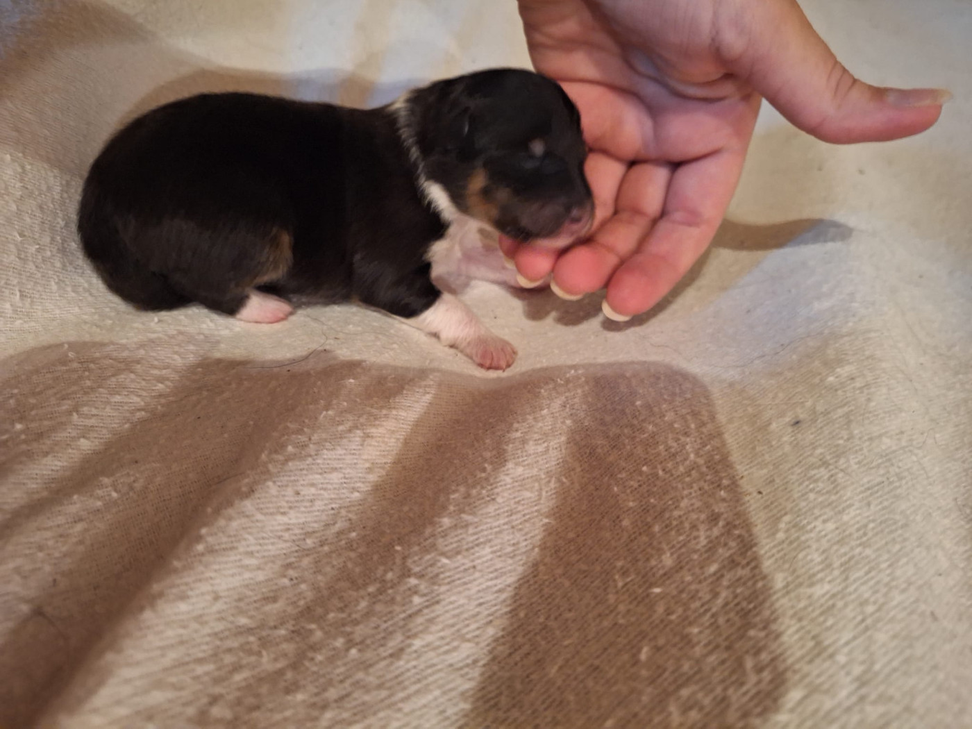 de la Chambrette Agenaise - Chiots disponibles - Shetland Sheepdog