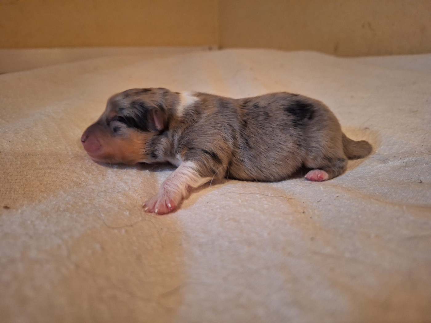 de la Chambrette Agenaise - Chiots disponibles - Shetland Sheepdog